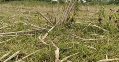<div>Drought deepens in TN’s Namakkal as dry lakes leave farmers staring at crop losses</div>