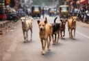Chhattisgarh: Civic body launches stray dog control drive after death of 5-year-old in Korba