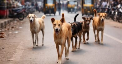 Chhattisgarh: Civic body launches stray dog control drive after death of 5-year-old in Korba