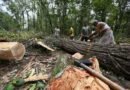 <div>Uttarakhand CM Dhami halts tree-felling on Dehradun’s ‘Saat Mod’ amid public outcry</div>