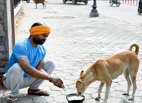 GCC expands community dog feeding network to 40 deeignated locations across Chennai