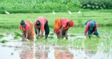 Kharif sowing area crosses 658 lakh hectares in 2026