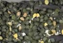 AIU recovers over 700 red-eared slider turtles at Kolkata Airport from passenger coming from Bangkok
