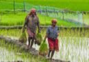 Triple blow for Cauvery delta farmers as groundwater declines, salinity rises and Mettur water remains elusive