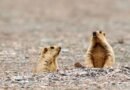 Suspected bubonic plague case confirmed in Mongolia