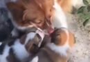 Calls for animal cruelty laws face censorship in China amid crackdown on activism: Report
