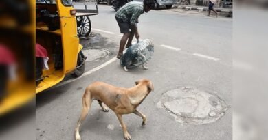 TN steps up stray dog vaccination, sterilisation drive after toddler attacked