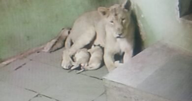 Gujarat: Three Asiatic Lion cubs born at Rajkot Zoo, population rises to 20