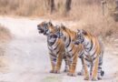 <div>India proud to have nearly 70 pc of world’s tiger population: PM Modi on Global Tiger Day</div>