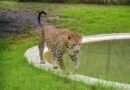 <div>Leopard spotted 6th time near Bengaluru’s Byadarahalli; residents seek immediate capture</div>
