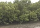 <div>Gujarat leads nation in mangrove cultivation under ‘MISHTI’ scheme</div>