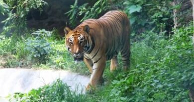 From 121 in 2009 to 429 in 2026, Nepal witnesses significant increase in tiger population