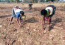 Sharp rise in funds for rural and tribal areas fuelling inclusive growth: Govt