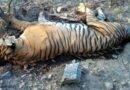 Pawan Kalyan orders probe into death of tiger in Nagarjunasagar-Srisailam Tiger Reserve