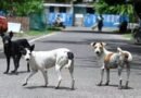 Chennai Corporation targets 2 lakh stray dogs in major anti-rabies vaccination drive