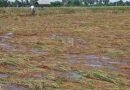 Rajasthan tops country with over 10 million hectares under crop insurance