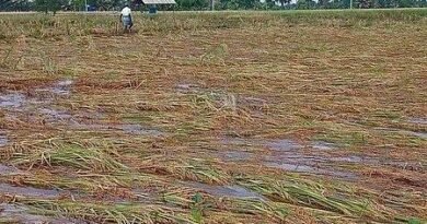 Rajasthan tops country with over 10 million hectares under crop insurance