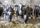 Tamil Nadu plans 22,500 milch cows to boost Aavin milk procurement