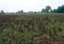 Coimbatore farmers allege casting unit pollution damaging crops, groundwater