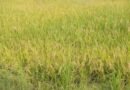 TN farmers seek govt help as wild rice weed spreads across paddy fields in Kanyakumari