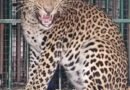 <div>Two leopards captured in J&K’s Budgam</div>