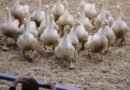 Australia to vaccinate vulnerable species against H5N1 bird flu