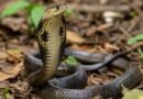Maharashtra declares snakebite a notified disease to ensure vaccine tracking and timely treatment