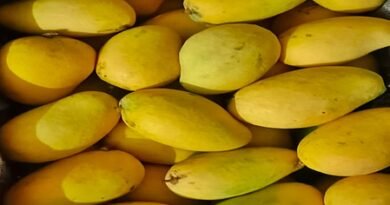 Bengaluru airport records 33 pc growth in mango handling, ships 2.63 million pieces to 38 global destinations