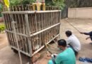 Gujarat: Road accident left leopard paralysed; months of rehabilitation help it walk again