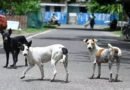 <div>Three-year-old mauled by stray dog in Maharashtra’s Beed; receives 12 stitches on face</div>
