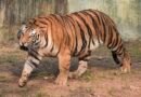 TN tiger attack case: Political parties, traders give two-day strike call in Gudalur