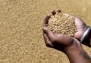 Govt removes export curbs on wheat flour, maida, semolina