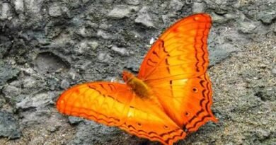 Dehing Patkai home to 165 butterfly species, including 37 endangered ones: Sarma