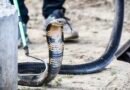 Spectacled cobras in India genetically same despite visible differences