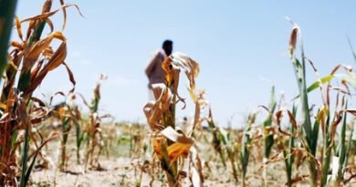 Karnataka declares 101 taluks drought-hit amid rain deficit