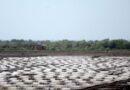 TN salt producers seek CM’s intervention to renew leases on government land