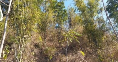 Punjab Cabinet nod to bill to maintain green cover
