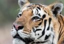 MP High Court orders NTCA to furnish funding details on tiger conservation for past 10 years
