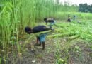 Area sown under kharif crops crosses 1,086 lakh hectares, pulses, jute record rise