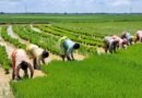<div>Celebrating women farmers’ contribution beyond cinematic representation</div>