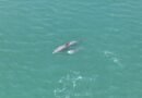 Dolphins most frequently sighted marine mammals in Gulf of Kachchh: Study