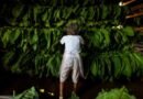 Market conditions for FCV tobacco auction improving, says Andhra minister