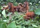 Five orangutans rescued from Odisha forest, wildlife smuggling suspected