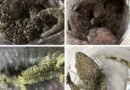 DRI cracks down on illegal wildlife trade in 6 operations, 13 held
