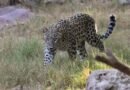<div>16 sheep killed, 17 injured in leopard attack in J&K’s Budgam</div>