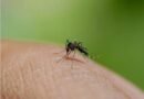 Bangladesh dengue outbreak worsens as 52 die in just 13 days