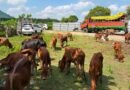 Assam Police rescues 82 cattle in smuggling crackdown, two vehicles seized