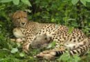 India-born cheetah gives birth to four cubs at Kuno National Park; population rises to 56