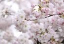Meghalaya govt prepares for cherry blossom festival