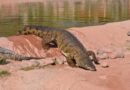 WII study finds 586 saltwater crocodiles in Andamans